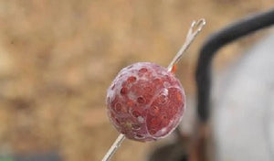 Ochrana proti ztrátě nástrahy