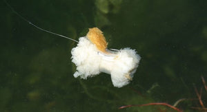 Zig i mocowanie chleba